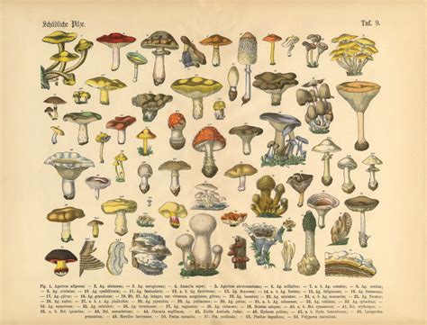 History:Odd Mushroom .